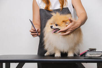 Female barber combing dog hair in beauty salon