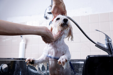 Groomer puts shampoo on fluffy wet fur. Dog taking a bubble bath in grooming salon.Animal care...