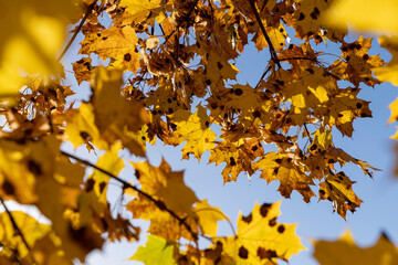 Obraz premium Maple tree foliage in autumn