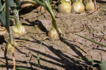 An agricultural field with a harvest of onions in the summer