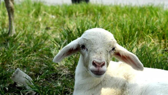 very cute goat