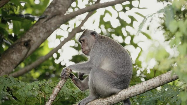 crab-eating macaque (Macaca fascicularis), long-tailed macaque,  cercopithecine primate native to Southeast Asia 