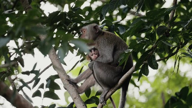 mother and his son of crab-eating macaque (Macaca fascicularis), long-tailed macaque,  cercopithecine primate native to Southeast Asia 
