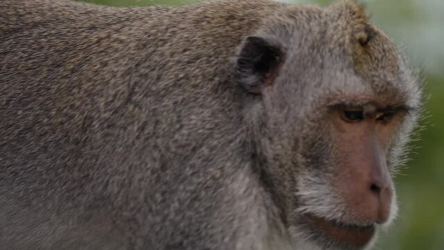 close up of crab-eating macaque (Macaca fascicularis), long-tailed macaque,  cercopithecine primate native to Southeast Asia while walking in to the jungle of Indonesia 