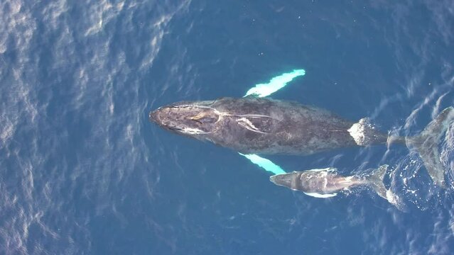 Aerial fly over above newborn Baby Humpback whale and mother