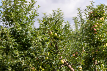 Apple orchard with an unripe harvest of green apples