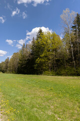 yellow dandelion flowers in the field in spring