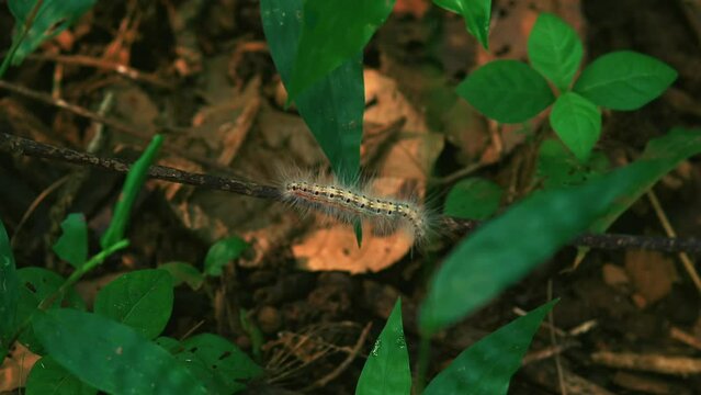 caterpillar insect crawling, Fall webworm moth climbing a twig branch on the ground, macro biology fauna, forest leaf close-up, bug,  family Erebidae.