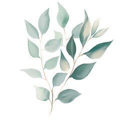 Eucalyptus leaves watercolor hand-drawn white background