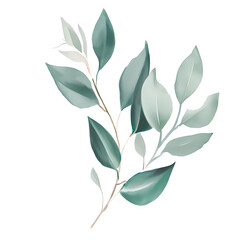 Eucalyptus leaves watercolor hand-drawn white background