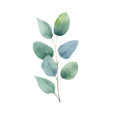 Fototapeta premium Eucalyptus leaves watercolor hand-drawn white background