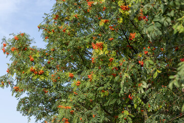 Red rowan berries in the summer