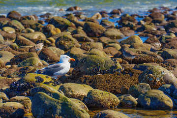 Coastal Aviators: Seagull and Other Birds amidst Beach Pebbles