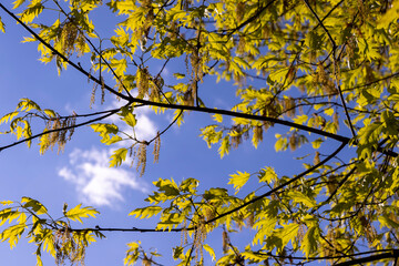 young spring oak foliage and oak flowers during flowering