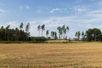 Deforestation for timber harvesting , forest