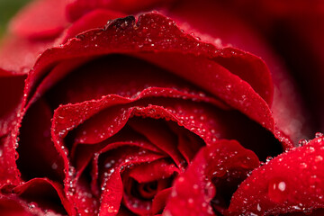 Beautiful fresh red rose in water drops