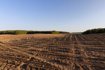 a plowed and corn-sown agricultural field in the spring season at sunset