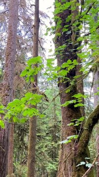 MacMillan Provincial Park Seven Wonders of Canada Vancouver island ancient Douglas fir Cathedral Grove old growth Douglas fir forest British Columbia 