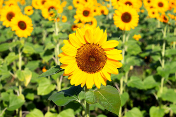 Fototapeta premium Sunflower field, Beautiful summer landscape.