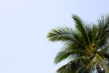 Fototapeta na wymiar Coconut palm tree with blue sky