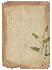 Vintage background of old paper texture with dry plant