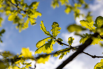 translucent spring oak foliage and oak catkins during flowering