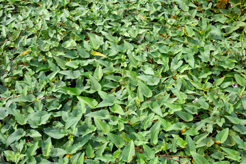 Obraz premium Water spinach or river spinach, water morning glory