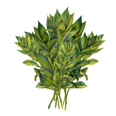 Watercolor illustration of a bouquet of green ruscus branches with leaves for wedding, birthday, greeting card, menu, banner, border, stickers.