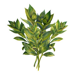 Watercolor illustration of a bouquet of green ruscus branches with leaves for wedding, birthday, greeting card, menu, banner, border, stickers.