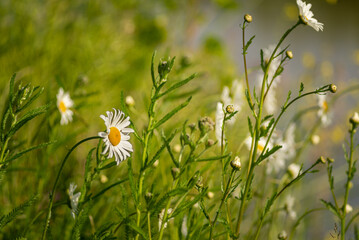Daises in bloom and grass on the meadow, Leiden, Netherlands