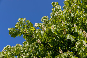 Fototapeta na wymiar a flowering chestnut tree with green foliage in the spring season
