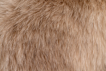 part of a fur coat made of natural beige arctic fox fur