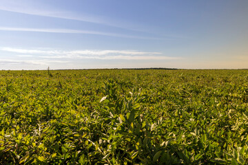 Agricultural field with green beans