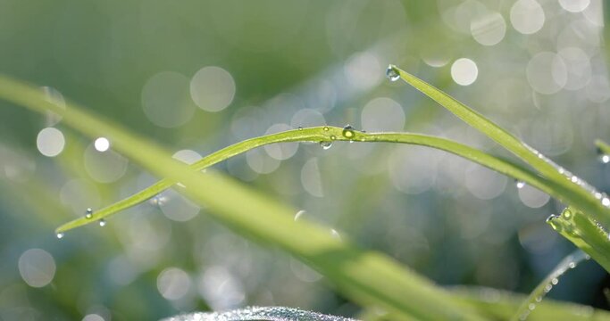 Close up of grass with waterdrops on sunny day, slow motion