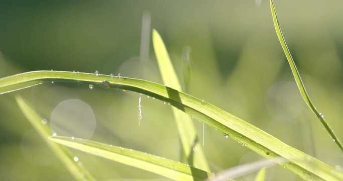 Close up of backlit grass with raindrops on sunny day, bokeh, slow motion