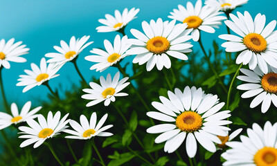 Beautiful daisies on a blue background. Generative AI.