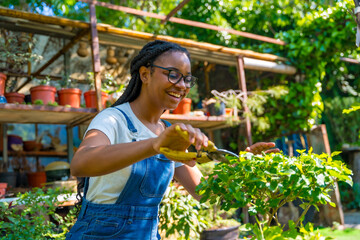 Black ethnic woman with braids gardener working in the nursery in the greenhouse happy cutting the...