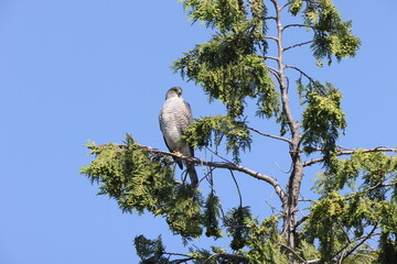 Japanese lesser sparrowhawk (Accipiter gularis) female in Japan