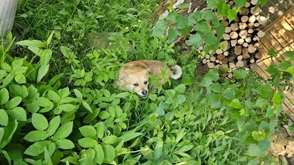 Na pierwszym zdjęciu widzimy uroczego psa, który siedzi wśród bujnych, zielonych kwiatów i trawy. Jego futro harmonizuje z otaczającą go naturą, tworząc malowniczy kontrast. - obrazy, fototapety, plakaty