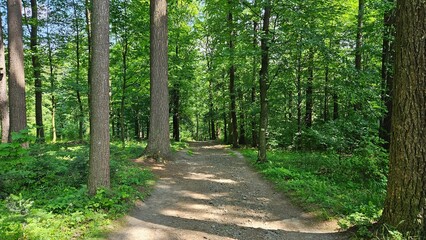 Malownicze zdjęcie wykonane w lesie, gdzie gęste zielone drzewa otaczają pionową drogę,...