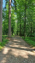 Zjawiskowe zdjęcie w lesie, gdzie zielone drzewa tworzą pionowy pejzaż. Teren nizinny oczarowuje swoją urodą i obecnością skalistych formacji. Perfekcyjny kadr, który przenosi widza w spokojną krainę  - obrazy, fototapety, plakaty
