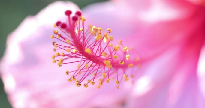 Close up of pink flowers with green leaves on sunny day, slow motion