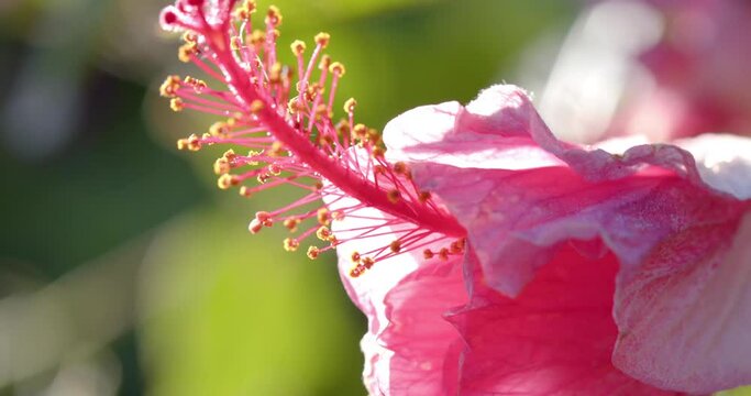 Close up of pink flowers with green leaves on sunny day, slow motion