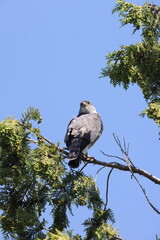 Japanese lesser sparrowhawk (Accipiter gularis) female in Japan