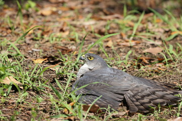 Japanese lesser sparrowhawk (Accipiter gularis) female in Japan