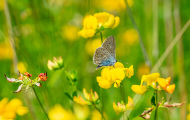 lycaenidae butterfly on yellow flower