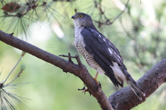 Japanese lesser sparrowhawk (Accipiter gularis) female in Japan
