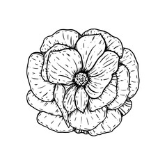 Hand drawn doodle rosebud, vector