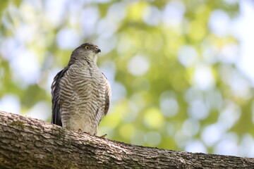 Japanese lesser sparrowhawk (Accipiter gularis) female in Japan