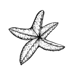 Hand drawn doodle starfish, vector